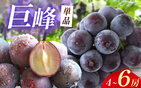 【先行予約】 巨峰 4～6房 ( 2kg以上 ) | フルーツ 果物 ぶどう 大分県 中津市