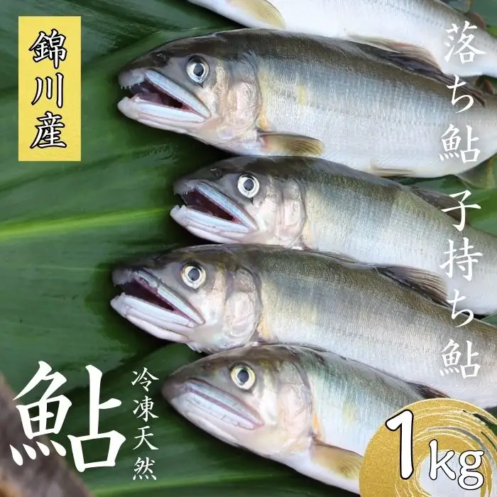 錦川産 天然鮎 冷凍 1kg 10匹程度 落ち鮎 子持ち アユ【錦川漁業協同組合】