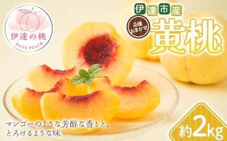 【2026年出荷分先行予約】福島県 伊達市産 黄桃 品種おまかせ 約2kg (4～7玉) 種まきうさぎ株式会社 伊達の桃 桃 フルーツ 果物 もも モモ momo  F21C-292