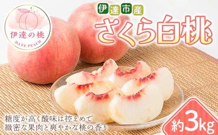 【2026年出荷分先行予約】福島県 伊達市産 さくら白桃 約3kg (6～10玉) 種まきうさぎ株式会社 伊達の桃 桃 フルーツ 果物 もも モモ momo  F21C-295