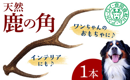 シカの角 1本