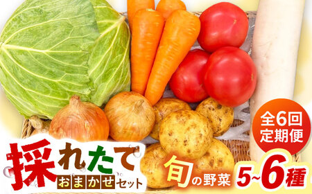 【全6回定期便】採れたてお野菜おまかせセット（5～6種）/ 野菜 やさい 野菜セット 野菜詰め合わせ 詰め合わせ セット / 大村市 / かとりストアー[ACAN127]