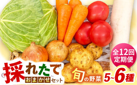 【全12回定期便】採れたてお野菜おまかせセット（5～6種）/ 野菜 やさい 野菜セット 野菜詰め合わせ 詰め合わせ セット / 大村市 / かとりストアー[ACAN128]