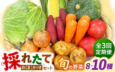 【全3回定期便】採れたてお野菜おまかせセット（8～10種）/ 野菜 やさい 野菜セット 野菜詰め合わせ 詰め合わせ セット / 大村市 / かとりストアー[ACAN133]