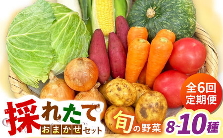 【全6回定期便】採れたてお野菜おまかせセット（8～10種）/ 野菜 やさい 野菜セット 野菜詰め合わせ 詰め合わせ セット / 大村市 / かとりストアー[ACAN134]