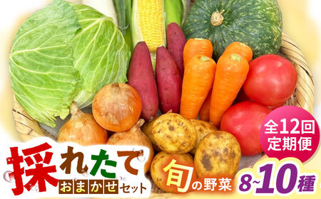 【全12回定期便】採れたてお野菜おまかせセット（8～10種）/ 野菜 やさい 野菜セット 野菜詰め合わせ 詰め合わせ セット / 大村市 / かとりストアー[ACAN135]
