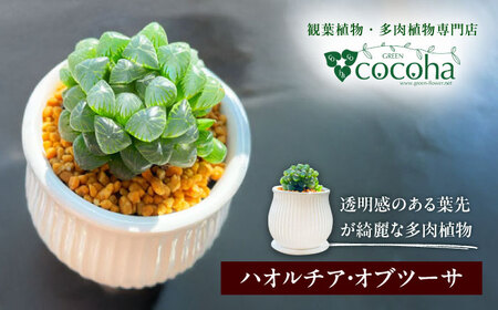 キラキラ輝く砂漠の宝石 『ハオルチア・オブツーサ』 糸島市 / cocoha&nbsp;観葉植物 グリーン 緑 インテリア[AWB043]