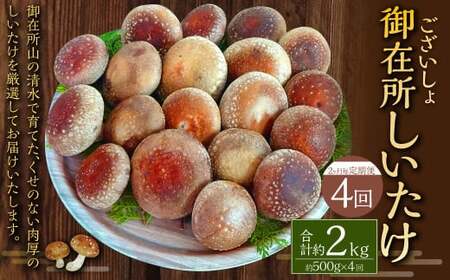 【2ヶ月毎 4回定期便】御在所肉厚生しいたけ 計約2kg 1回あたり約500g（計4回） 生しいたけ しいたけ 椎茸 シイタケ 肉厚 山菜 お取り寄せ 冷蔵
