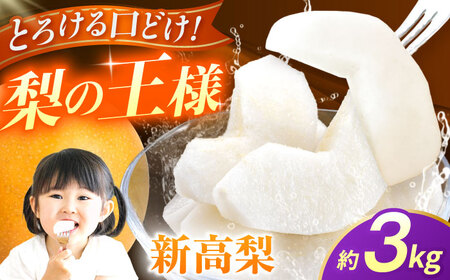 【先行予約】新高梨　約3kg 梨 ナシ フルーツ 果物 【日本フルーツ株式会社】[ZFJ064]