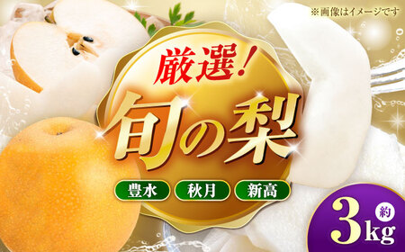 【先行予約】厳選おまかせ梨 約3kg 梨 豊水梨 秋月梨 新高梨 果物 フルーツ 【日本フルーツ株式会社】[ZFJ066]