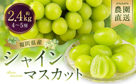 シャインマスカット 農園直送｜収穫当日発送・アフター保証 約2.4kg（4〜5房）【2026年9月上旬～10月上旬発送予定】福岡県産 フルーツ ぶどう