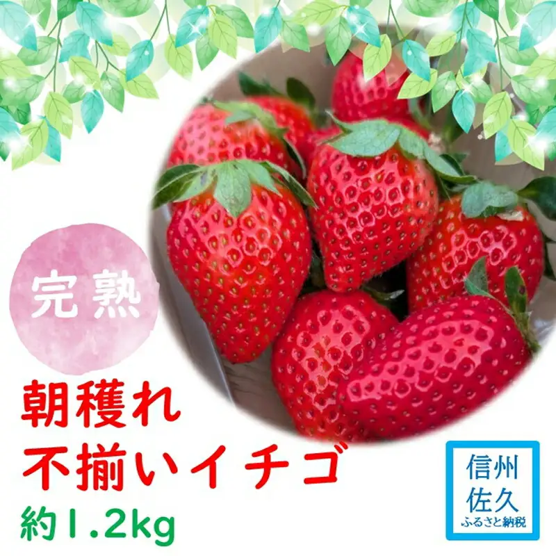 【期間限定／先行予約】朝穫れ完熟不揃いイチゴ約1.2kg（北海道・沖縄県・離島は発送不可）4種類のいちごから厳選 苺 ストロベリー 産地直送 長野県 佐久市 旬彩
