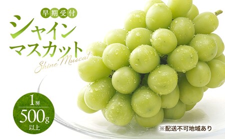 ぶどう 早期受付 シャインマスカット 1房（500g以上）