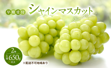 ぶどう 早期受付 シャインマスカット 2房（1房650g以上）