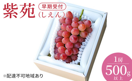 ぶどう 早期受付 紫苑 （しえん）1房（500g以上）