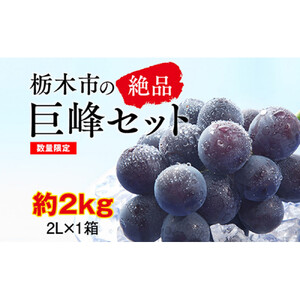 【2026年夏発送分先行受付 / 数量限定】栃木市の絶品「巨峰」セット　2L（約2kg）×1箱（2026年8月下旬～9月上旬発送予定）【フルーツ 果物 くだもの 食品 人気 おすすめ 】