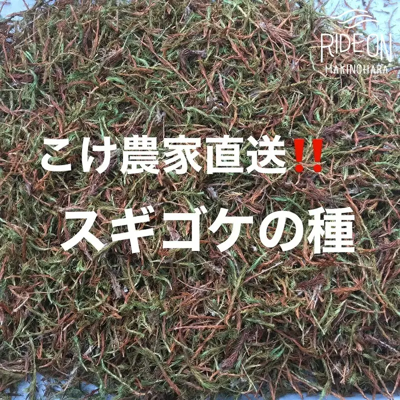 こけ 専門 農家直送 !! スギ ゴケ の 種 5L コケノミウラ 牧之原市 静岡県