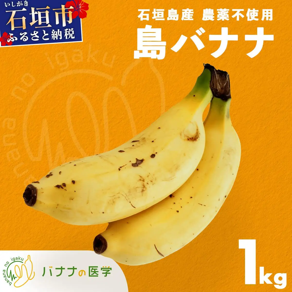 石垣島産 島バナナ 約1kg