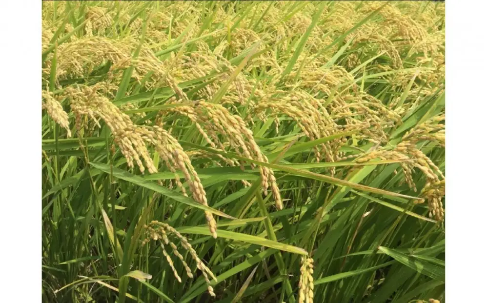 福岡限定のお米「めし丸 元気つくし」２kg×１袋 令和7年産