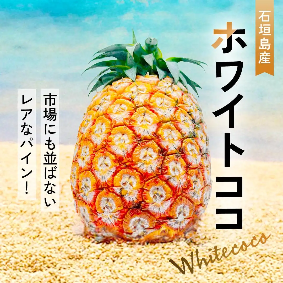＜先行予約＞ ホワイトココ パイン 2～3玉 計2～3kg 