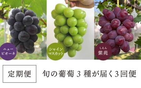 1房お試し定期便! ピオーネ・シャインマスカット・紫苑の3回便(定期便)(岡山県産) 【2026年先行予約】 【KF-T057-01】