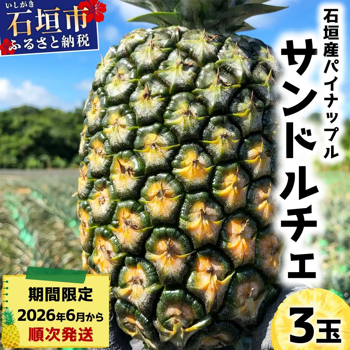 ＜先行予約＞ 石垣島産パイナップル サンドルチェ 3玉 (約3kg) 
