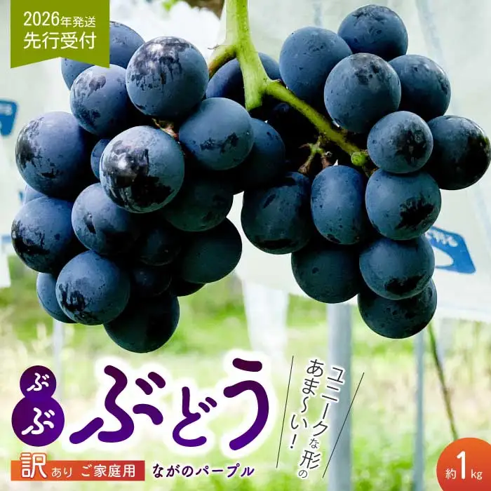 《2026年夏頃発送・先行受付》【ひのきファームランド】 訳あり ぶぶナガノパープル 1kg ぶどう 果物 フルーツ 233002