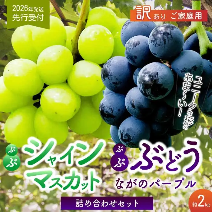 《2026年夏頃発送・先行受付》【ひのきファームランド】訳あり ぶぶぶどう詰め合わせ2kg ブブシャインマスカット 1kg ブブナガノパープル 1kg ぶどう マスカット 果物 フルーツ 233003