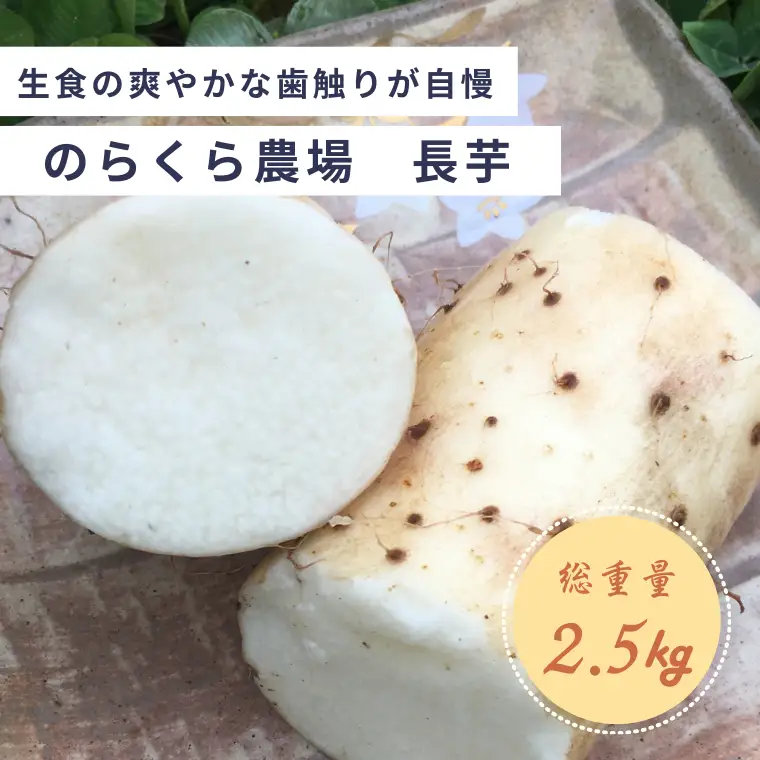味に自信あり！北八ヶ岳の長芋　2.5キロ　レシピ付き［NK-111］