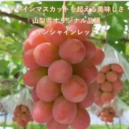 【2026年発送】牧丘天空ブランド山梨オリジナル品種サンシャインレッド【配送不可地域：離島】【1691205】