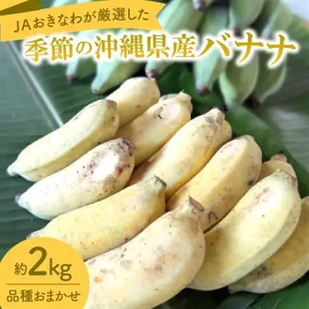 JAおきなわが厳選!季節の沖縄県産バナナ約2kg(旬の品種おまかせ)【1694030】