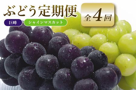 【2026年先行予約】ぶどう 定期便 ４回 葡萄 ブドウ フルーツ 果物 くだもの 産地直送 茨城県 石岡市 A04-009