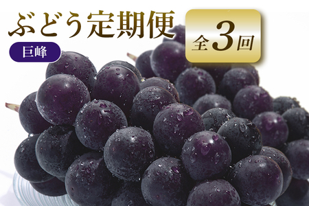 【2026年先行予約】ぶどう 定期便 3回 葡萄 ブドウ フルーツ 果物 くだもの 産地直送 茨城県 石岡市 A04-010