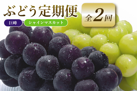 【2026年先行予約】ぶどう 定期便 2回 葡萄 ブドウ フルーツ 果物 くだもの 産地直送 茨城県 石岡市 A04-011