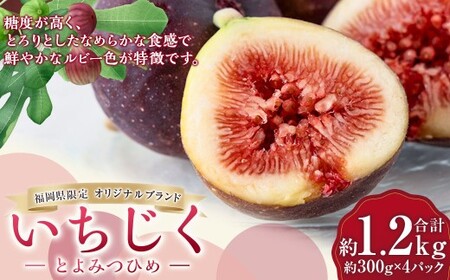イチジク （とよみつひめ） 約300g×4パック （計約1.2kg） 【2026年9月下旬～10月下旬発送予定】 いちじく フルーツ 果物 くだもの 冷蔵 福岡県 うきは市