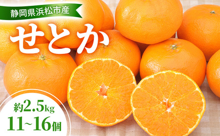 【2027年2月以降発送】 せとか 約2.5kg 11～16個 柑橘の最高峰 かんきつ 柑橘 みかん ミカン 蜜柑 人気 静岡 浜松市