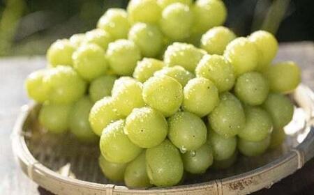 【2026年先行予約】 シャインマスカット 約1kg ≪2026年9月下旬～順次発送≫ 塩尻市産