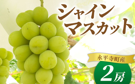 シャインマスカット 約1.2kg【2026年収穫分】ぶどう ぶどう 葡萄　B-033059