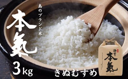 【 本氣米3kg：きぬむすめ】甘くてもっちり島のブランド米 本氣米 お米 精米 白米 弁当 ごはん ご飯 おにぎり 年末年始 お正月 お歳暮 御歳暮 ギフト