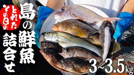 大崎上島 鮮魚 セット 3～3.5kg 