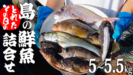 大崎上島 鮮魚 セット 5～5.5kg 