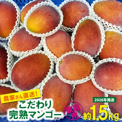 【2026年発送先行予約】こだわりのアップルマンゴー　家庭用1.5kg　ふるいっと 数量限定 名護市 沖縄 フルーツ くだもの 果物 南国 スイーツ デザート 人気 おすすめ ギフト プレゼント 期間限定 おきなわ アップルマンゴー 家庭用 贈り物 大自然 お取り寄せ