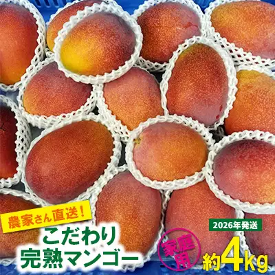 【2026年発送先行予約】こだわりのアップルマンゴー　家庭用4kg　ふるいっと 数量限定 名護市 沖縄 フルーツ くだもの 果物 南国 スイーツ デザート 人気 おすすめ ギフト プレゼント 期間限定 おきなわ アップルマンゴー 家庭用 贈り物 大自然 お取り寄せ