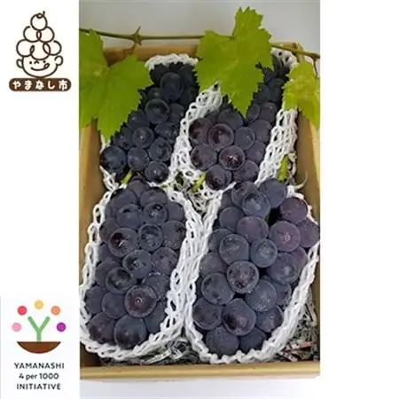 【2026発送予定】農家朝どり種無し巨峰　3～5房入り　山梨市産地直送　約2kg以上【配送不可地域：離島】【1178163】