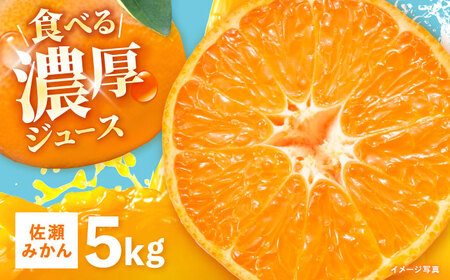 ※【2026年11月より順次発送／先行予約】【食べる濃厚ジュース】佐瀬みかん 5kg / みかん ミカン 蜜柑 オレンジ 柑橘 フルーツ ふるーつ 果物 くだもの みかんジュース 甘い / 諫早市 / 一正[AHFL001]