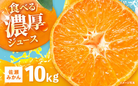 ※【2026年11月より順次発送／先行予約】【食べる濃厚ジュース】佐瀬みかん 10kg / みかん ミカン 蜜柑 オレンジ 柑橘 フルーツ ふるーつ 果物 くだもの みかんジュース 甘い / 諫早市 / 一正[AHFL002]