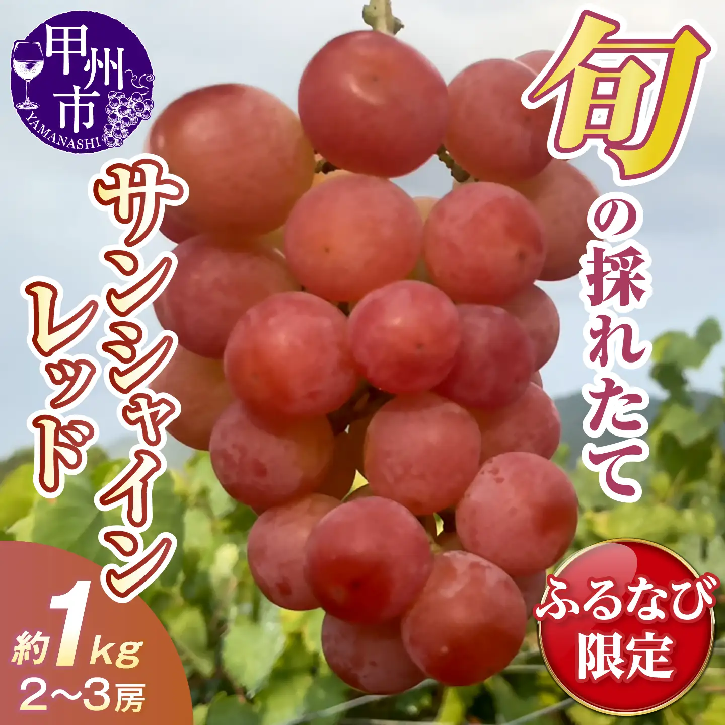 【ふるなび限定】旬の採れたてサンシャインレッド 約1kg（2～3房）【2026年発送】（HO）C-413 FN-Limited-SP ぶどう フルーツ