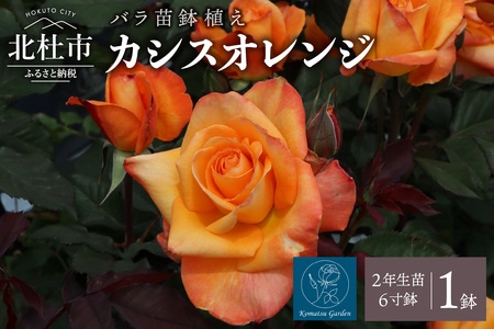 バラ苗鉢植え「カシスオレンジ」 [h190]