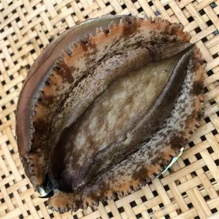 【先行予約】【金曜日発送】漁師直送!天然活メガイアワビ約500～600g(1～2枚)【配送不可地域：離島・北海道・沖縄県・中国・四国・九州】【1693534】