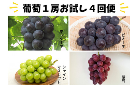 葡萄1房お試し４回便（ボッケーネ・ピオーネ・シャインマスカット・紫苑）(定期便) (岡山県産)【KF-T003-01】
